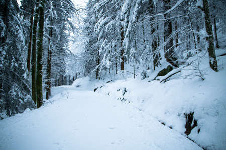 Forest in the winter with snow in the bavarian forestの写真素材
