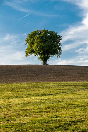 Loneley tree in the autumn with fields in front of and clouds on the sky in the bavarian forestの写真素材
