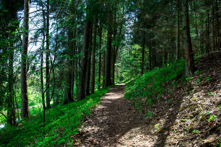 Path in the green forest with trees in the bavarian forestの写真素材