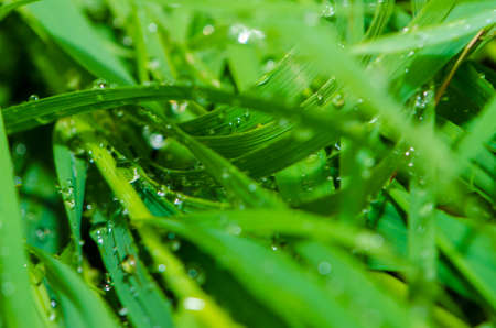 Green grass with dew and waterdrops on the grassの写真素材