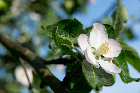 Cherry Blossomの写真素材