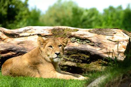 Lion in a Fieldの写真素材