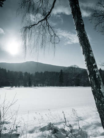 Tree in the winter with sun in the background in the bavarian forestの写真素材