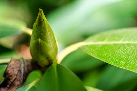 Green leafの写真素材