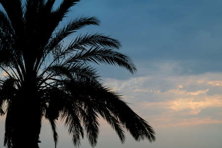 silhouette of a palm treeの写真素材