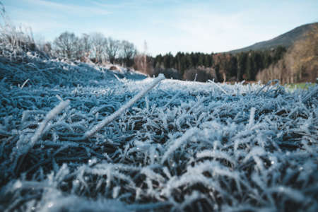 Frozen grass on the ground in the winter in the bavarian forestの写真素材