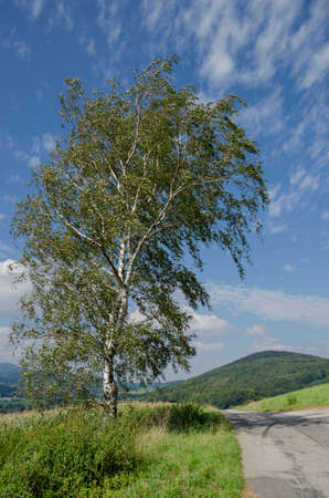 Lonely tree with a asphalt road and clouds on the sky in the bavarian forestの写真素材