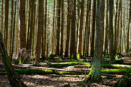 A lot of trees in the bavarian forestの写真素材