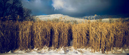 Elephant Grass with a mountain in the background and clouds on the sky in the winterの写真素材