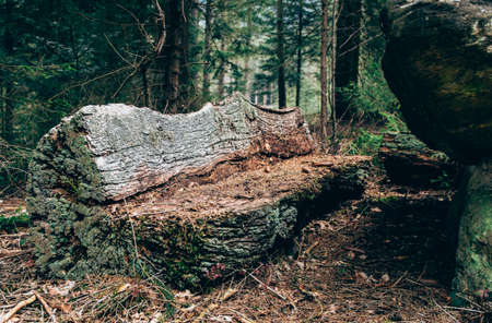 Bench in the bavarian forestの写真素材