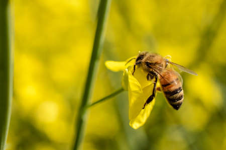 Bee on a flower