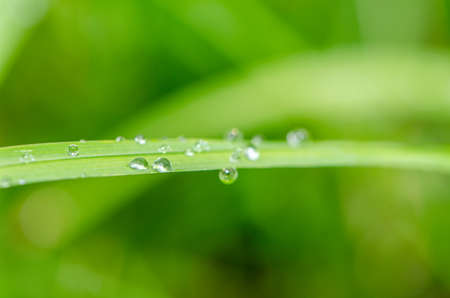 Green grass with dew and waterdrops on the grassの写真素材