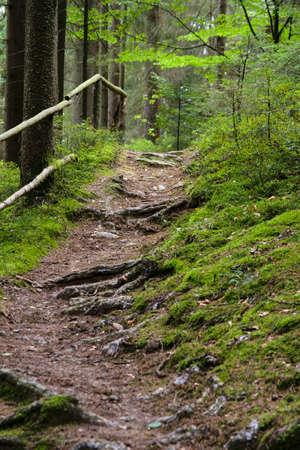 Roots on a ground of a path through the bavarian forestの写真素材