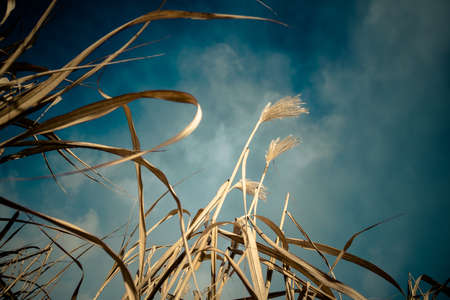 Wheat on a field with the sky in the backgroundの写真素材