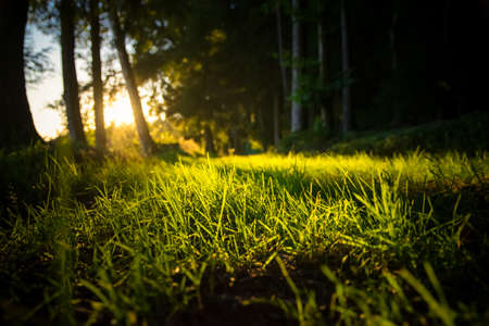 Grass with sunrays and sunlight on the groundの写真素材