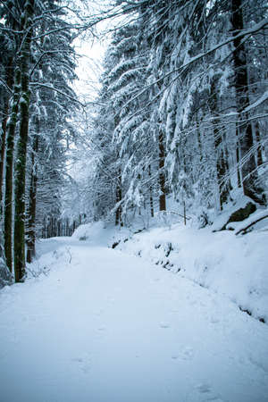 Forest in the winter with snow in the bavarian forestの写真素材