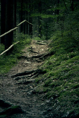 Roots on a ground of a path through the bavarian forestの写真素材