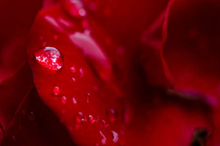 Red Rose with waterdropの写真素材