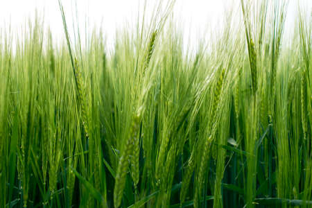 Closeup from a green wheat on a field in the summer in the bavarian forestの写真素材