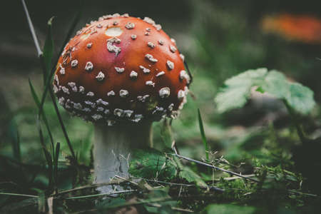 Red Mushroom in the forestの写真素材