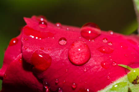 Red Rose with waterdropの写真素材