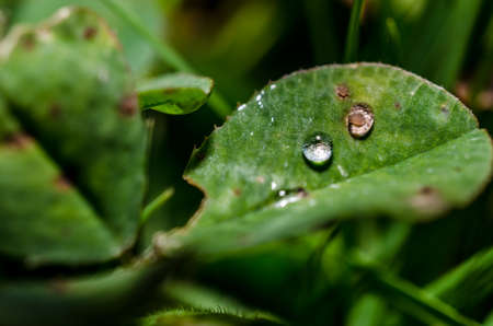 Green leaf with waterdropの写真素材