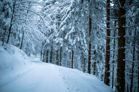 Forest in the winter with snow in the bavarian forestの写真素材