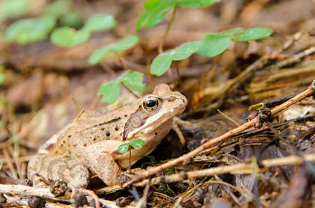 Frog on the groundの写真素材