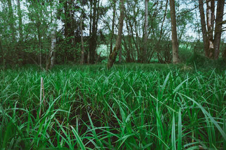 Green grass in the bavarian forest with trees