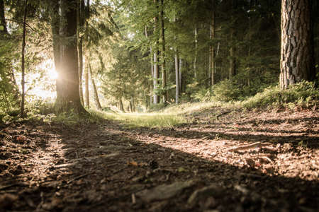 Sun between trees on a path in the bavarian forestの写真素材
