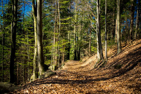 Path through the forest in the autumn in the bavarian forestの写真素材