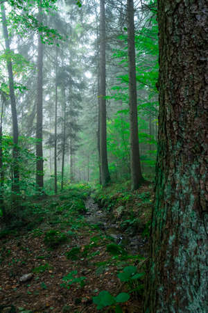 Green trees with fog in the bavarian forestの写真素材