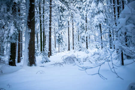 Forest in the winter with snow in the bavarian forestの写真素材