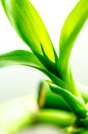 Green Bamboo with white backgroundの写真素材