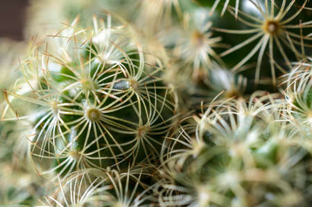 Closeup from a cactus