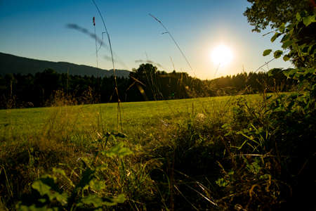 Grass on a field with sun on the sky in the bavarian forestの写真素材