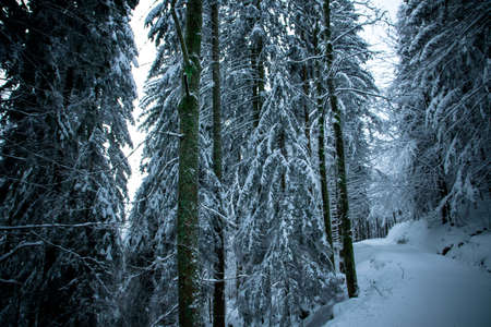 Forest in the winter with snow in the bavarian forestの写真素材
