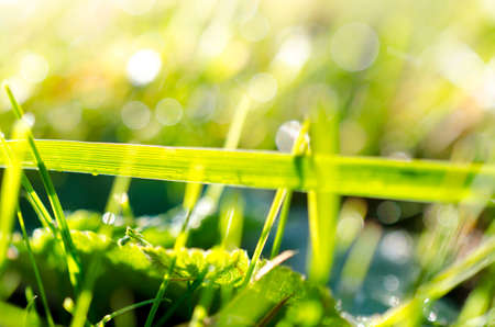 Green grass with dew and waterdrops on the grassの写真素材