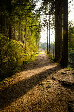 Sunny Path in the bavarian forestの写真素材