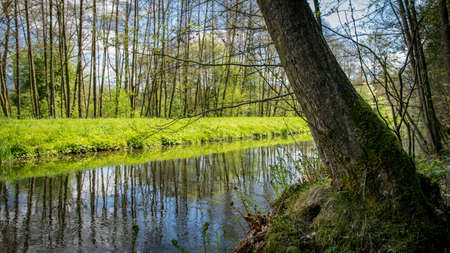 River with reflection in the bavarian forestの写真素材