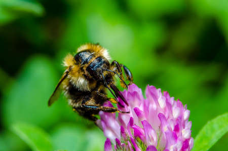 Bumblebee on a flowerの写真素材