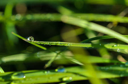 Green grass with dew and waterdrops on the grassの写真素材