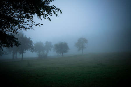 Single trees in the autumn and a lot of fog in the bavarian forestの写真素材