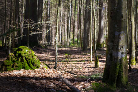 Forest with a stone in front of and moss in the bavarian forestの写真素材