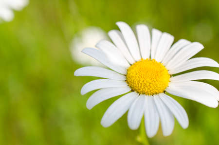 Daisy flower at a sunny dayの写真素材