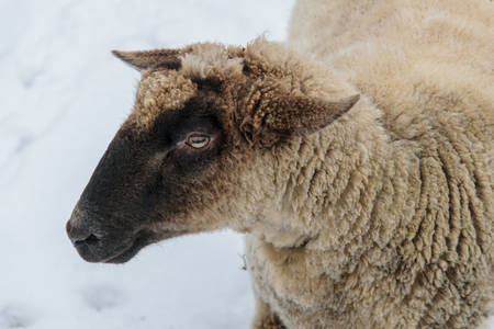 Sheep in the winter with woolの写真素材