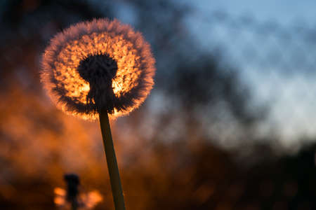 Dandelion in the sunset