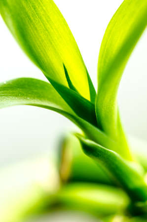 Green Bamboo with white backgroundの写真素材