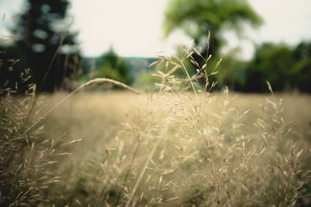 Wheat in the bavarian forestの写真素材