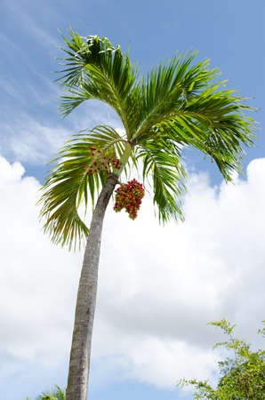 Palm with clouds on the sky in the Dominican Republicの写真素材